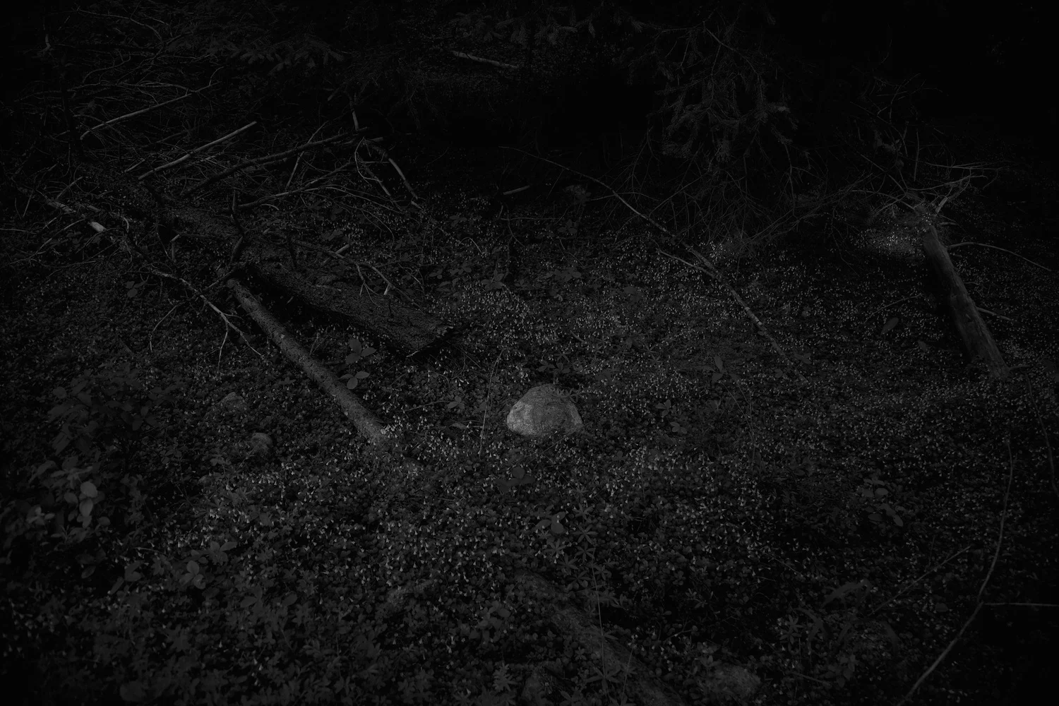 THE FOREST — KEN ROSENTHAL